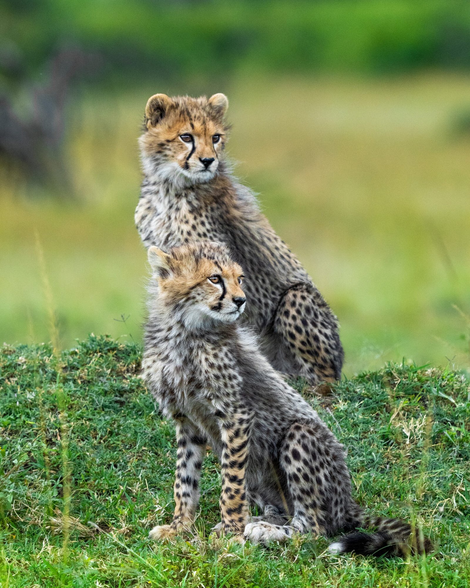 cheetah on green grass during daytime